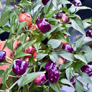 Purple Pumpkin - Seeds - The Pepper Pantry (Formerly Marie Sharp's)